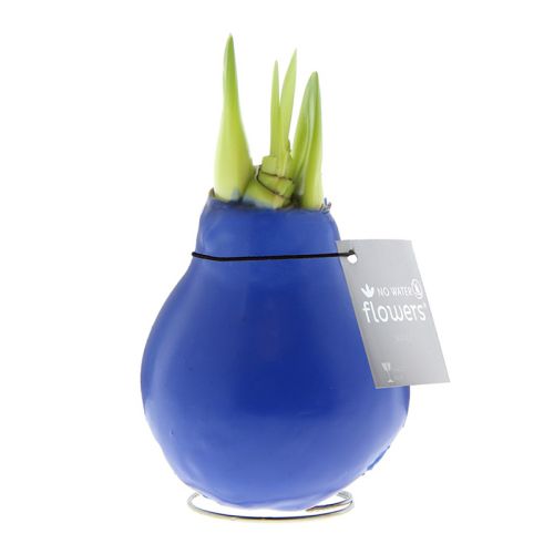 Amaryllis bulb in gift box - Image 3